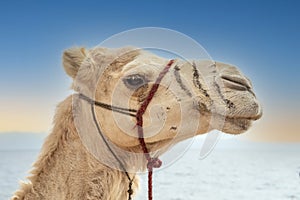Close-up portrait of a camel`s head