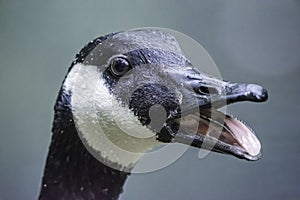 Close up portrait of Canadian goose with open beak