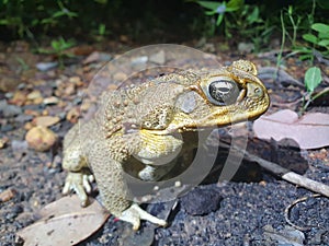 Close-up portrait of Cane Toad Rhinella marina eye staring at camera Litchfield National Park, Australia