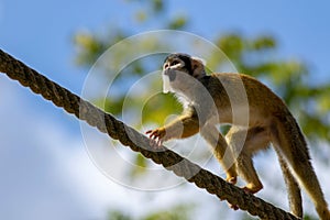 A close up portrait of a capuchin monkey with some food in its mouth. The squirrel monkey is walking over a rope