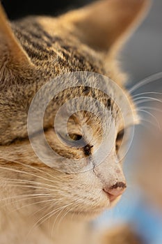 A close-up portrait of a cat