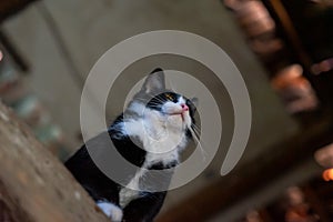 Close-up portrait of a cat