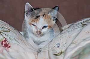 Close-up portrait cat