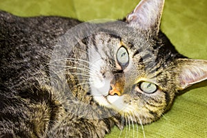 Close-up portrait of a cat with big green eyes on white background. Free copy space. Home domestic animals