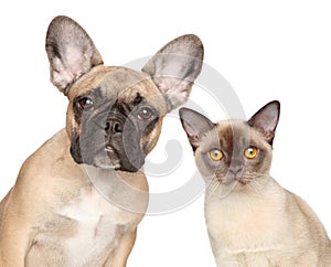 Close-up portrait of a cat and dog