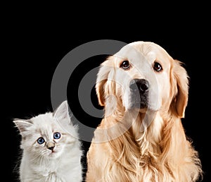 Retrato gato el perro. sobre un fondo negro. perro perdiguero de oro mascarada 