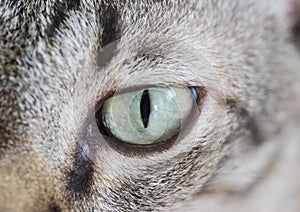 Close-up portrait of cat eyes.