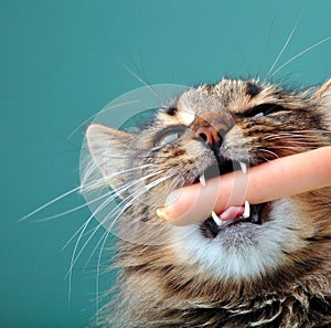 Close-up portrait of a cat with frankfurter sausage in its mouth photo