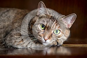 Close-up, portrait of a cat with green eyes, striped brown color, lying on the piano