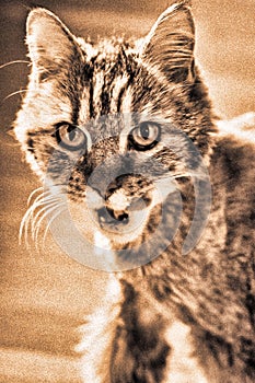 Close-Up Portrait Of Cat hunting Against White Background