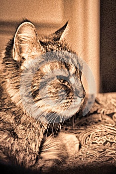 Close-Up Portrait Of Cat hunting Against White Background