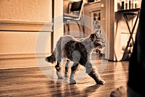 Close-Up Portrait Of Cat hunting Against White Background