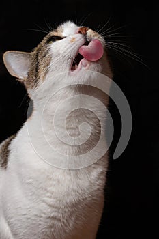 Close-up portrait of a cat licking food from glass