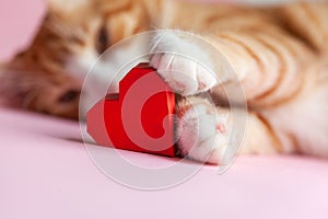 Close-up portrait of cat paws holding red paper heart on pink background. Greeting card for Valentines day. Concept help homeless