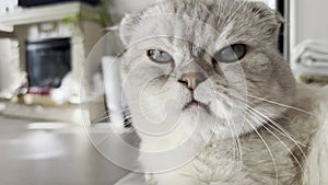 Close-up portrait of a Cattish Fold cat with a crooked protruding tooth looking straight into the camera