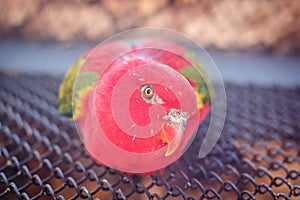 Close-up portrait of Chattering Lory Lorius garrulus, beautiful red parrot sitting on a metal grid