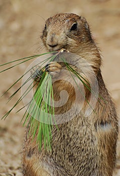 Groundhog eating