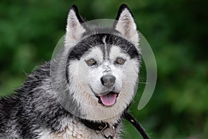 Close-up portrait of a cheerful black-white Siberian Husky dog with expressive brown eyes, raised ears and an open mouth with wet