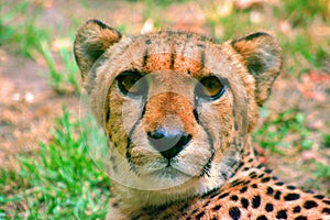 Close-up portrait of a cheetah looking over my shoulder