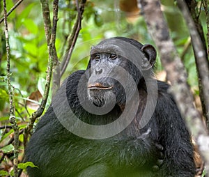 Close up portrait of chimpanzee ( Pan troglodytes ) resting in the jungle.