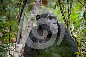 Close up portrait of chimpanzee ( Pan troglodytes ) resting in the jungle.