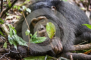 Close up portrait of chimpanzee ( Pan troglodytes ) resting in the jungle.