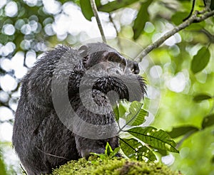 Close up portrait of chimpanzee ( Pan troglodytes ) resting on the tree in the jungle