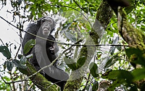 Close up portrait of chimpanzee ( Pan troglodytes ) resting on the tree in the jungle