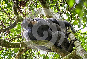 Close up portrait of chimpanzee ( Pan troglodytes ) resting on the tree in the jungle