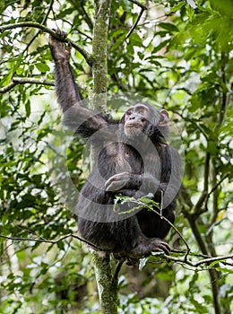 Close up portrait of chimpanzee ( Pan troglodytes ) resting on the tree in the jungle