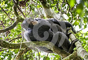 Close up portrait of chimpanzee ( Pan troglodytes ) resting on the tree in the jungle