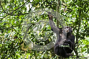 Close up portrait of chimpanzee Pan troglodytes resting on the tree in the jungle