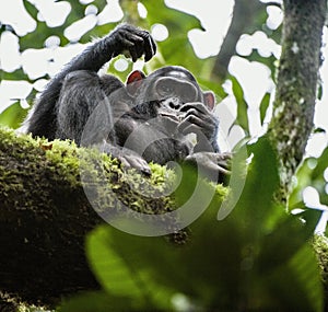 Close up portrait of chimpanzee ( Pan troglodytes ) resting on the tree in the jungle