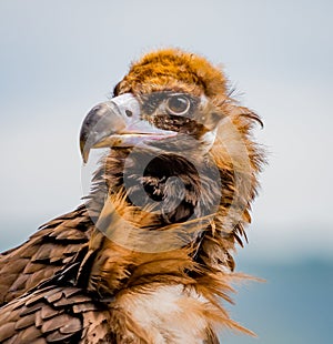 Close up of portrait of a Cinereous vulture