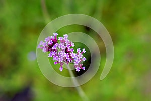 A close up portrait of a cluster of small purple flowers of a verbena bonariensis lollipop flower plant. It is part of the