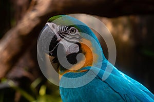 Close up portrait of colorful blue Green and yellow macaw parrot