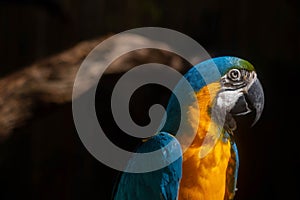 Close up portrait of colorful blue Green and yellow macaw parrot