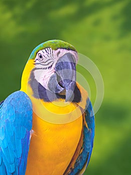 Close up portrait of colorful Blue and Yellow Macaw looking at camera on blurred greenery background