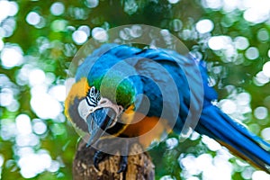 Close up portrait of colorful blue and yellow macaw parrot Ara ararauna