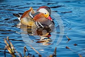 Close-up portrait of a colorful drake of mandarin duck