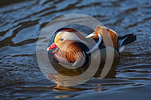 Close up portrait of a colorful male mandarin duck