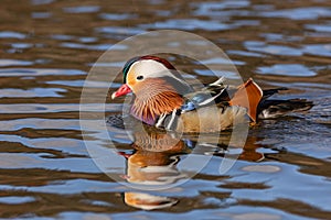 Close up portrait of a colorful male mandarin duck