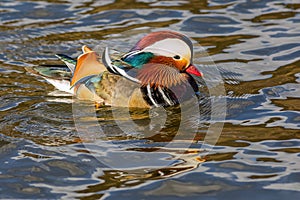 Close up portrait of a colorful male mandarin duck