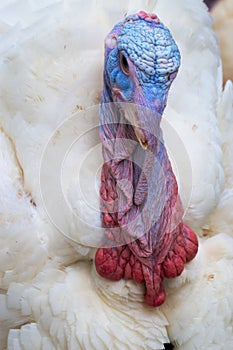 Close up portrait of colorful turkey.