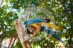 Close up portrait of colourful blue and yellow macaw parrot Ara ararauna