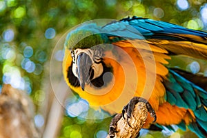 Close up portrait of colourful blue and yellow macaw parrot Ara ararauna