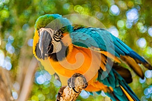 Close up portrait of colourful blue and yellow macaw parrot Ara ararauna