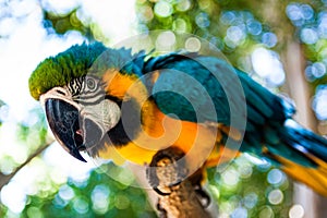 Close up portrait of colourful blue and yellow macaw parrot Ara ararauna