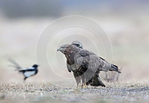 Close-up portrait of a common buzzard