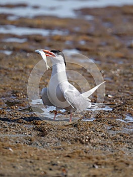 Close up portrait of Common tern (sterna hirundo